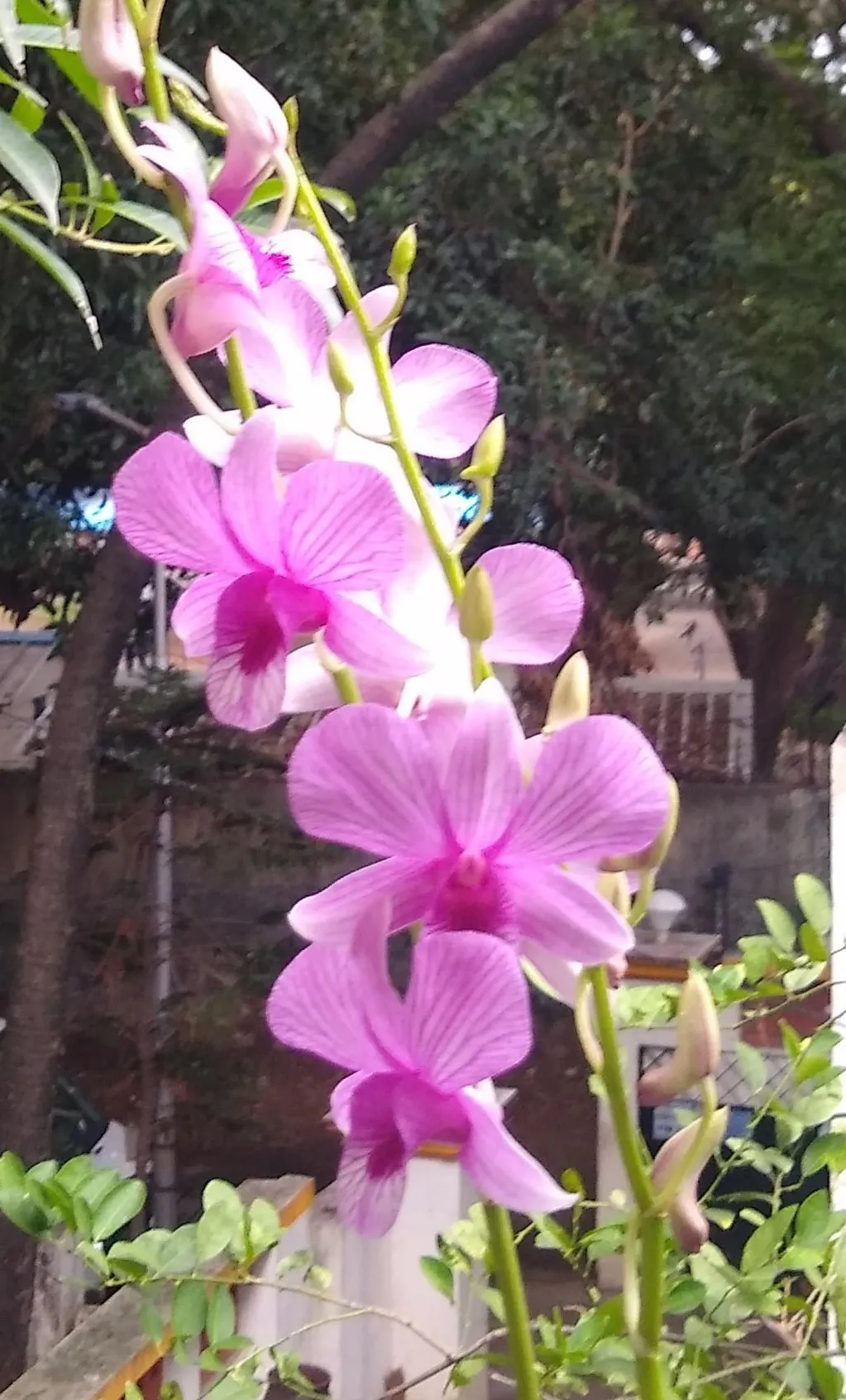 Dendrobium Orchid