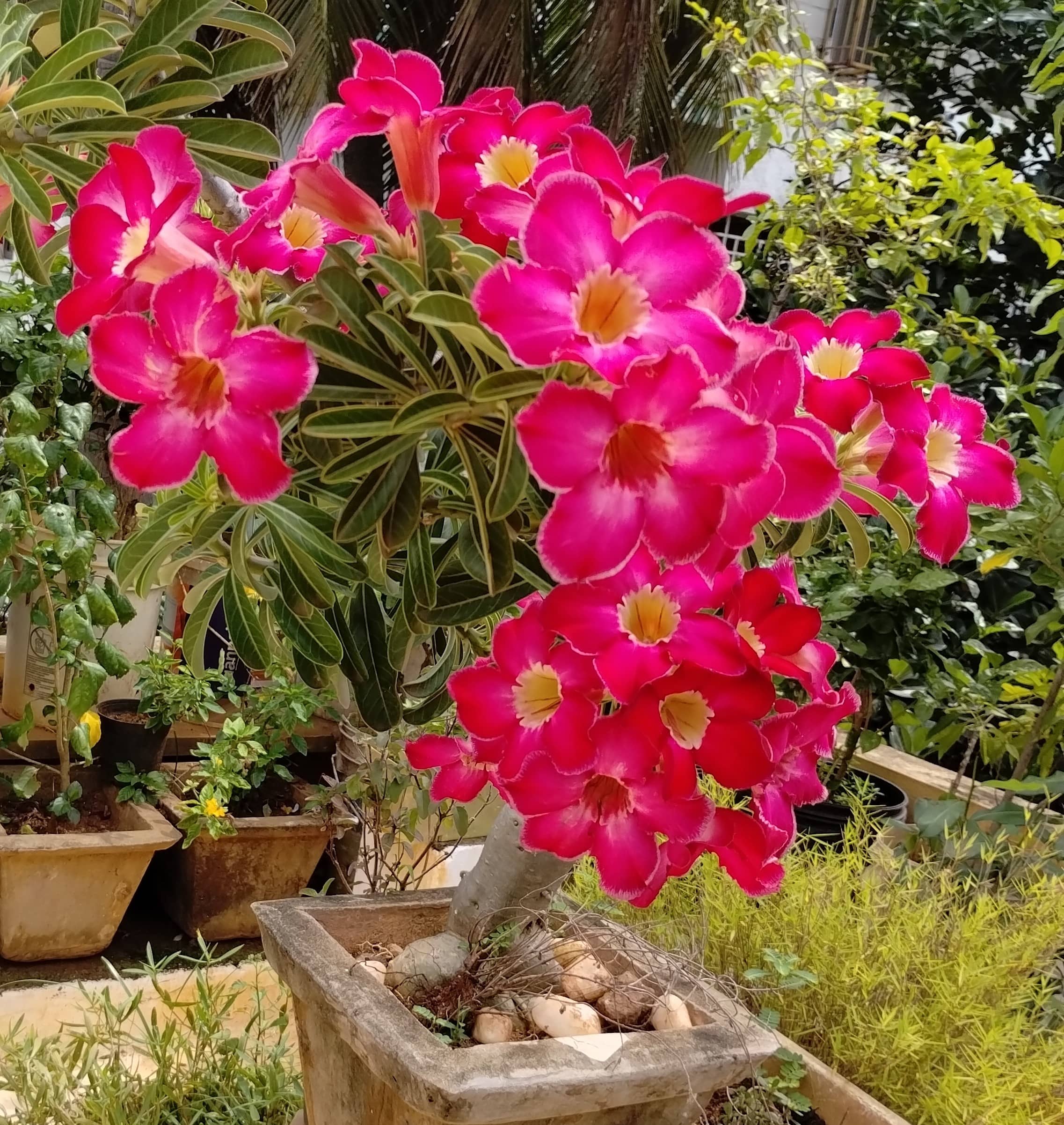 Desert rose