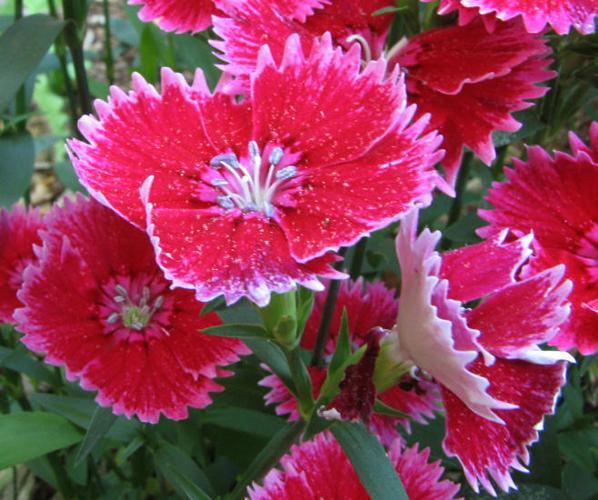 Sweet William (Dianthus barbatus)