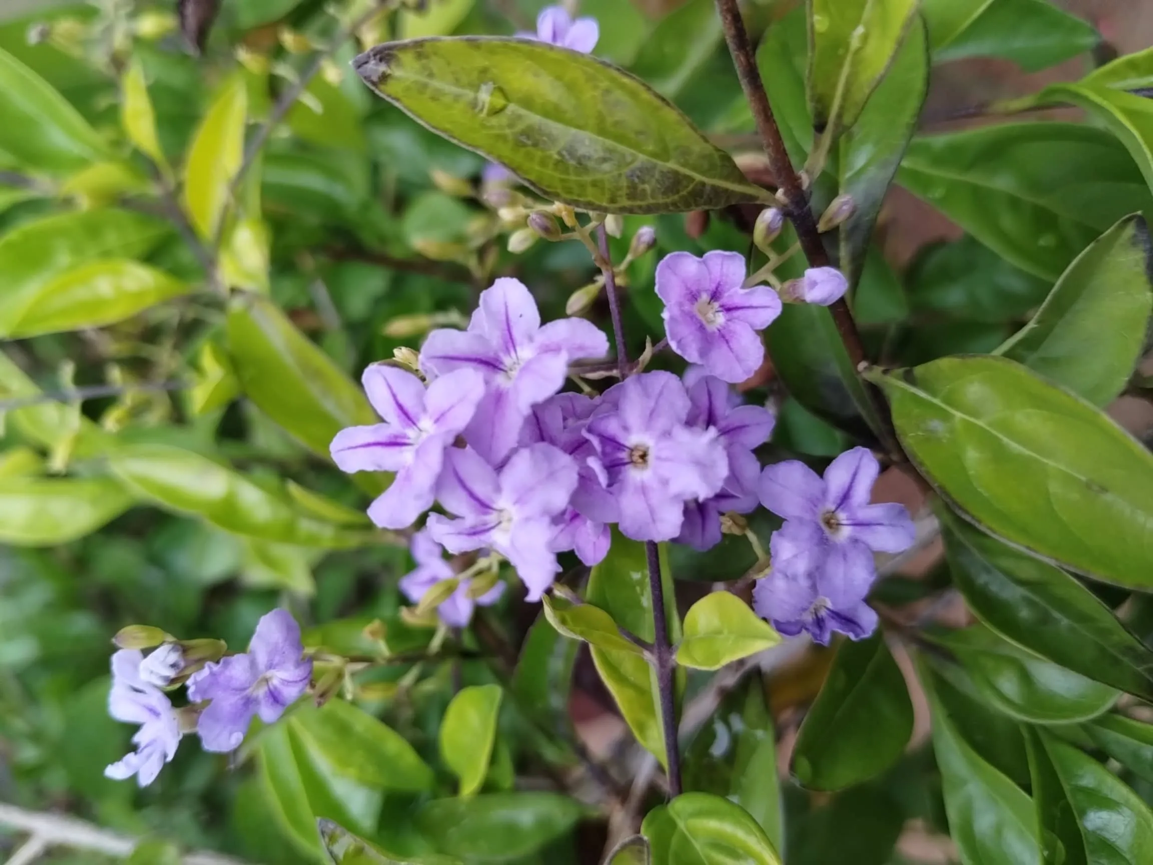 Golden Dewdrop (Duranta)