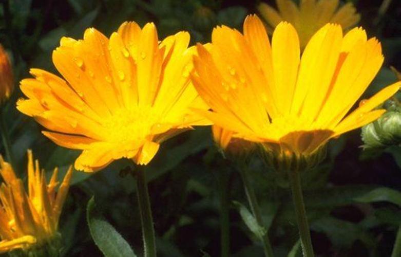 English Marigolds