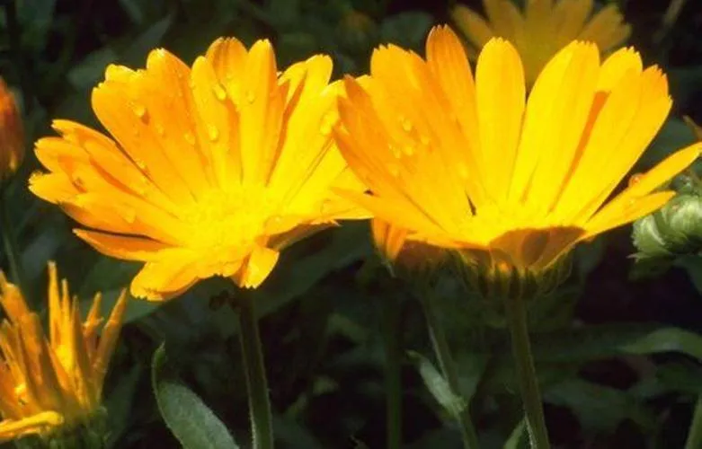 English Marigold (Calendula)