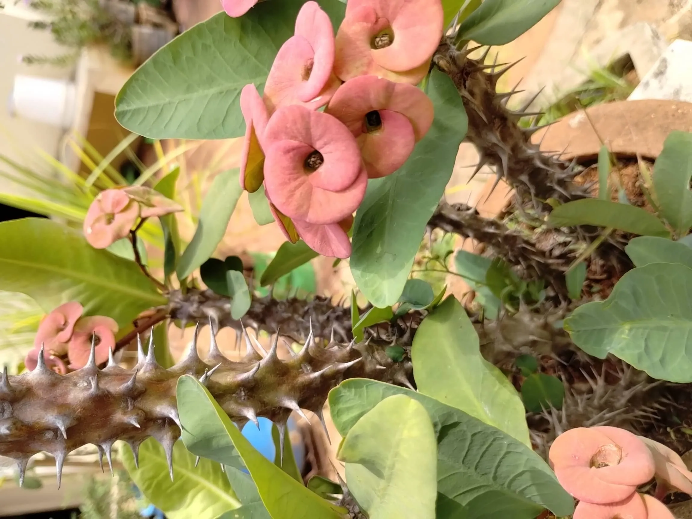 Crown of Thorns