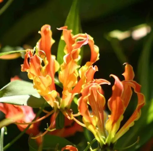 Fire Lily