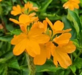 Crossandra Firecracker