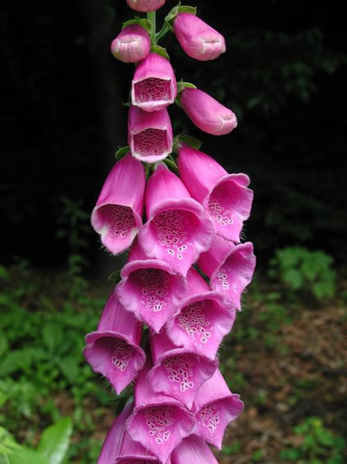 Foxglove
