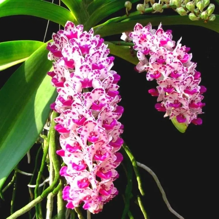 Fox Tail Orchid (Rhynchostylis)