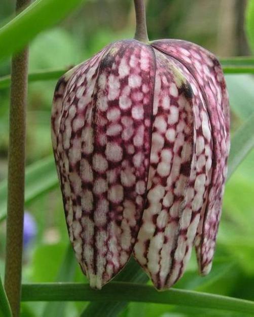 Fritillaria