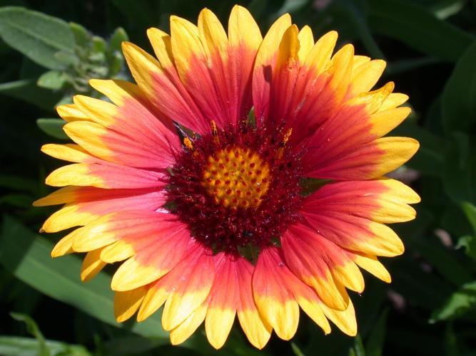 Gaillardia