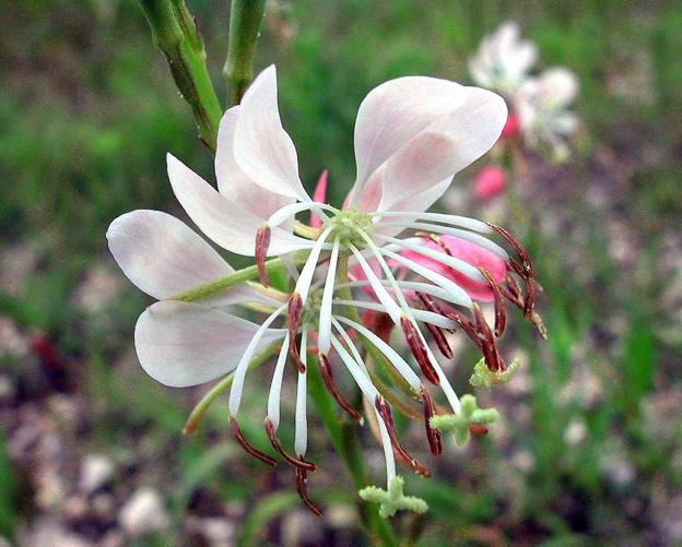 Gaura