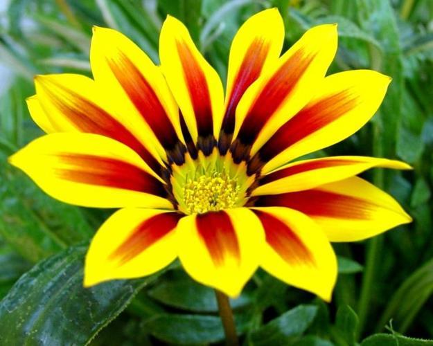 Gazania