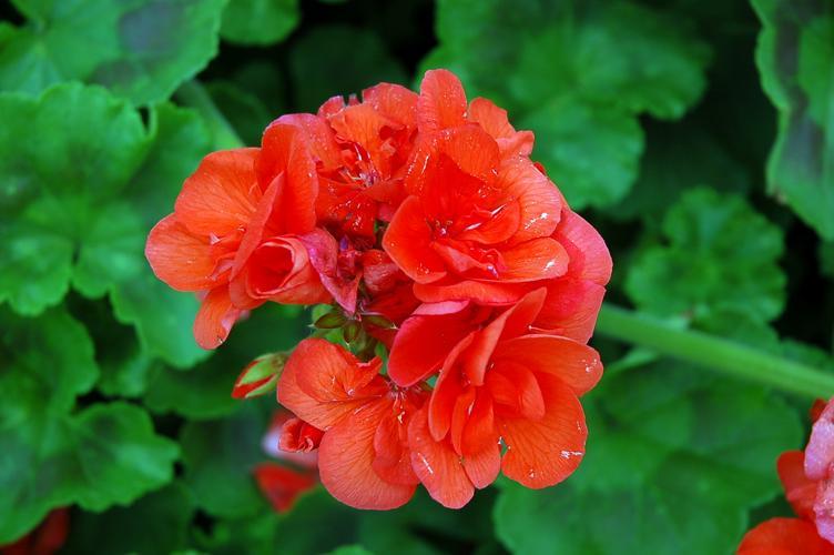 Geranium