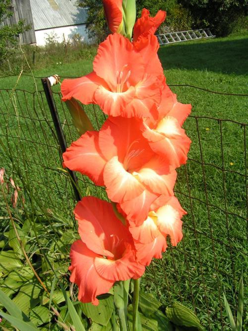 Gladiolus