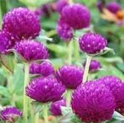 Globe Amaranth