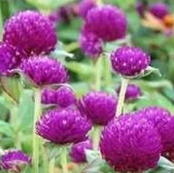 Globe Amaranth (Gomphrena)