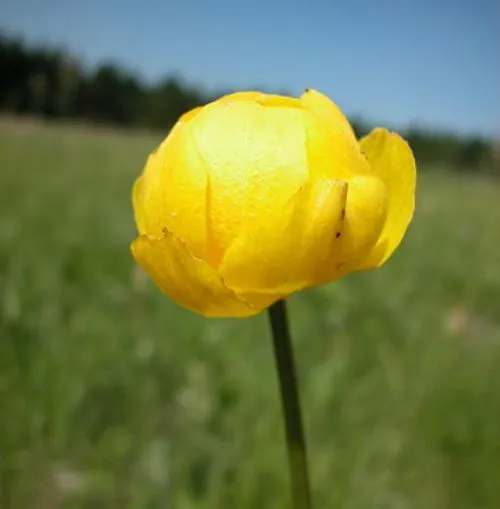 Globe flower