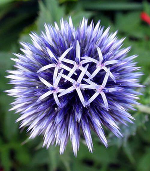 Globe Thistle