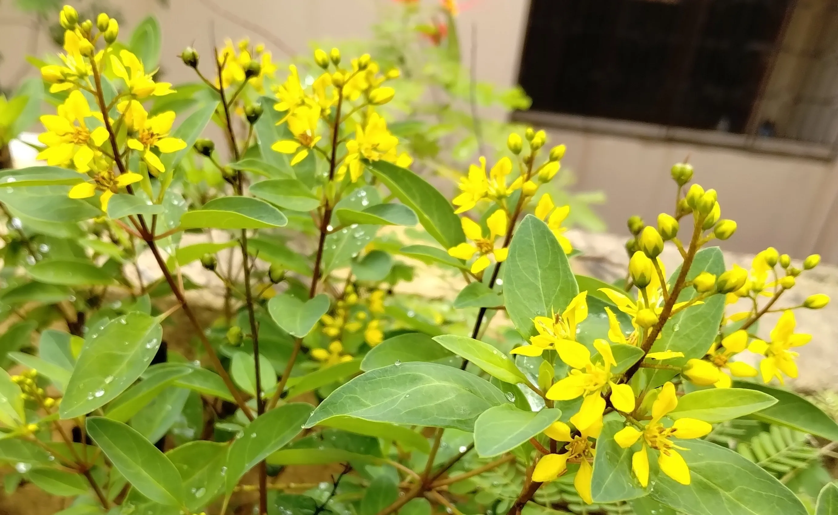 Golden Thryallis