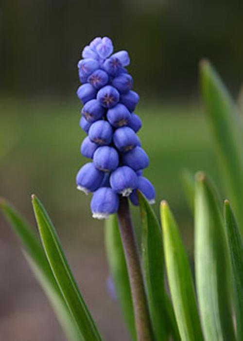 Grape hyacinth
