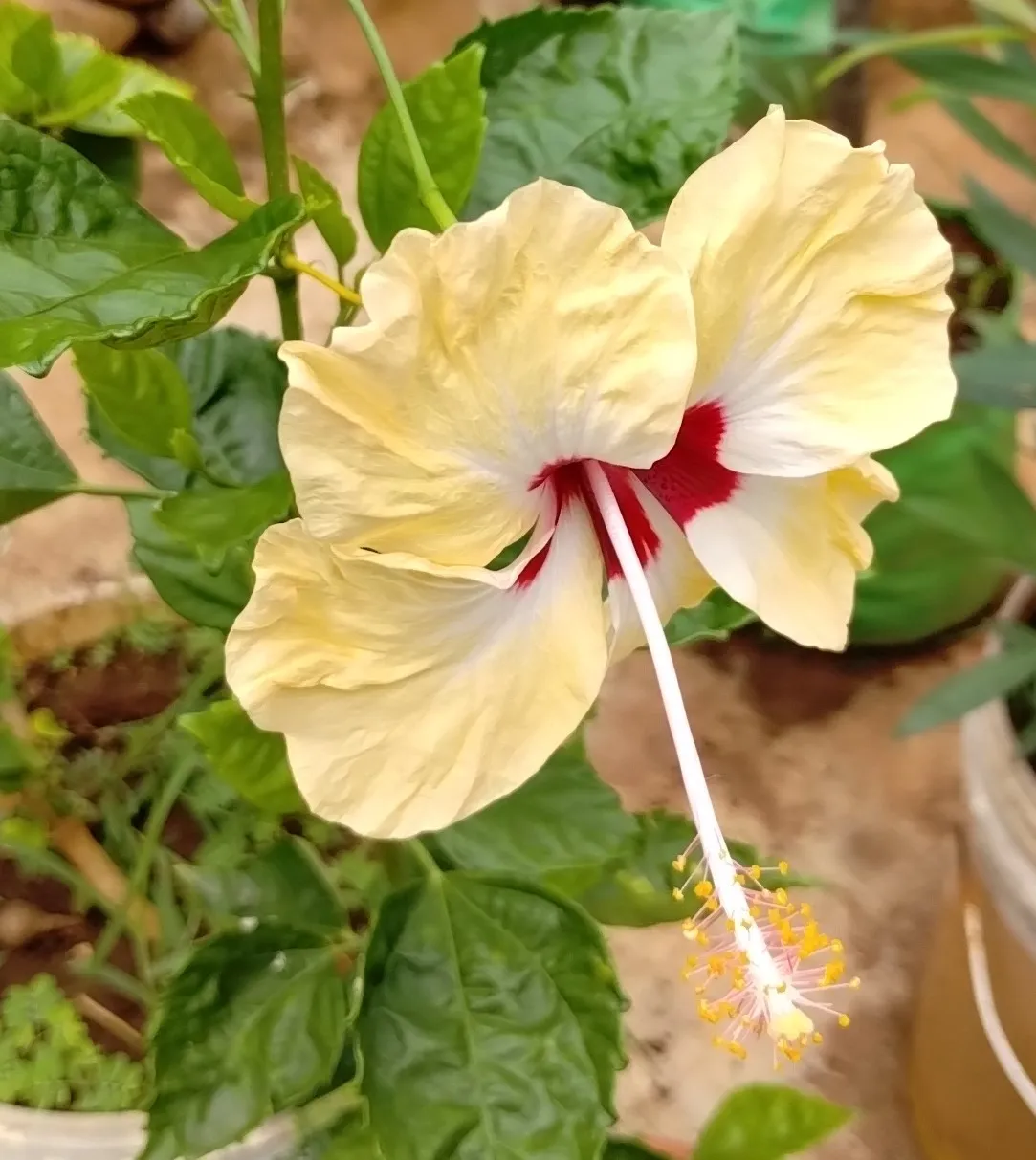 Hibiscus