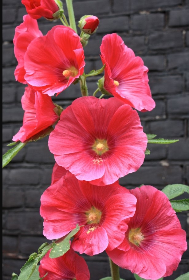 Hollyhock