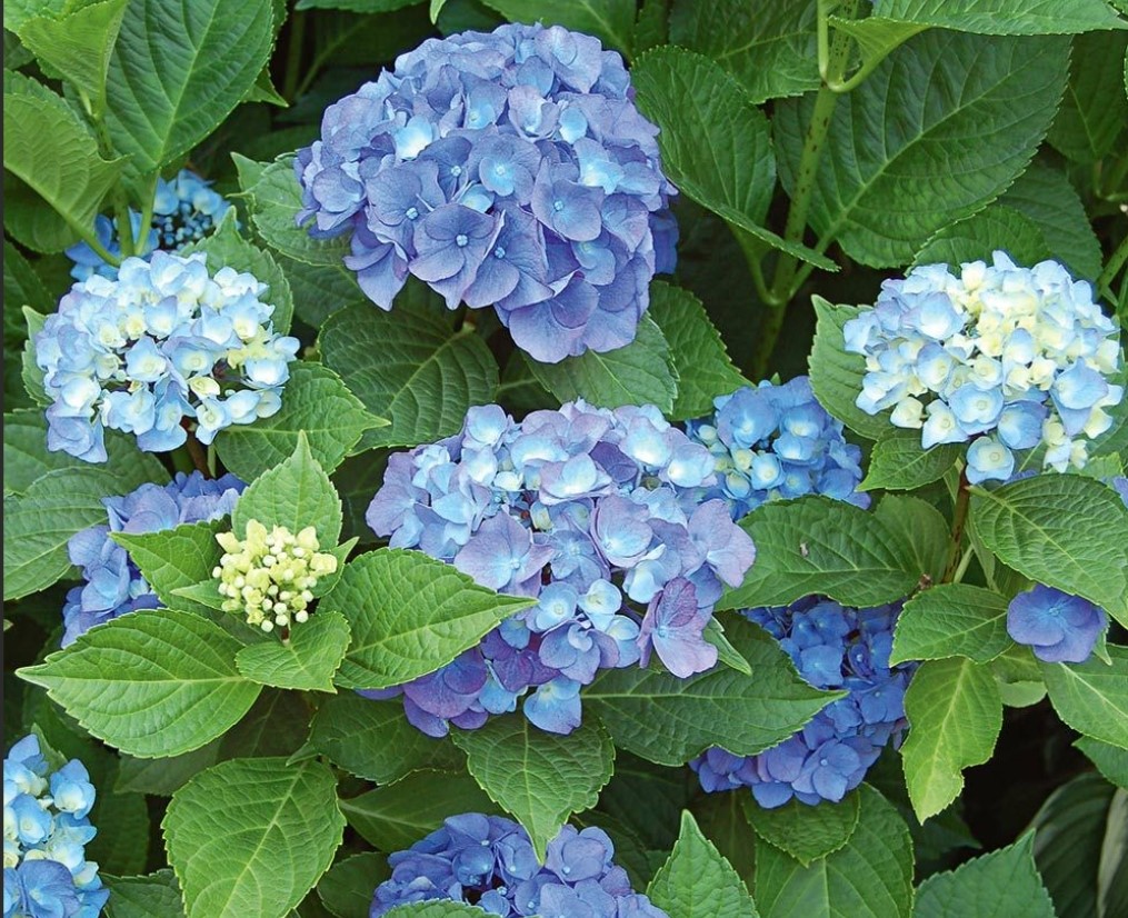 Hydrangea