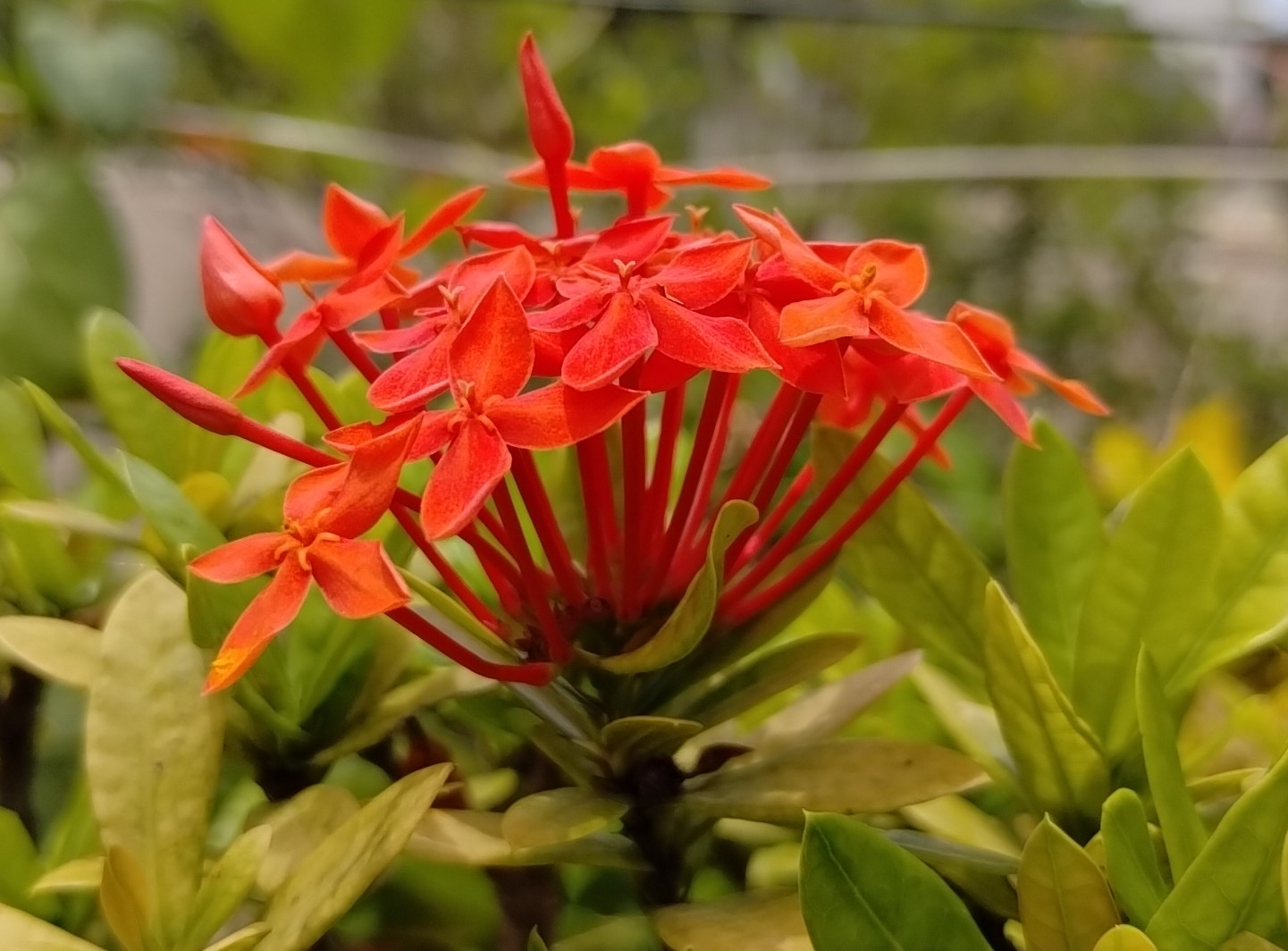 Ixora