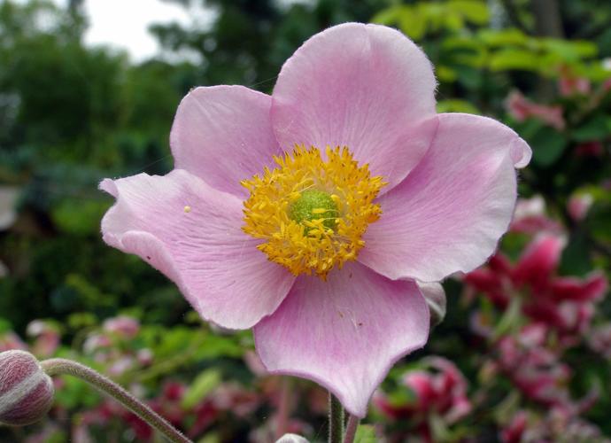Japanese anemone