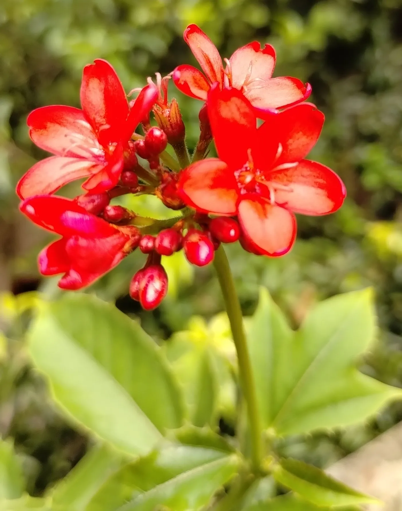 Jatropha (Spicy Jatropha)