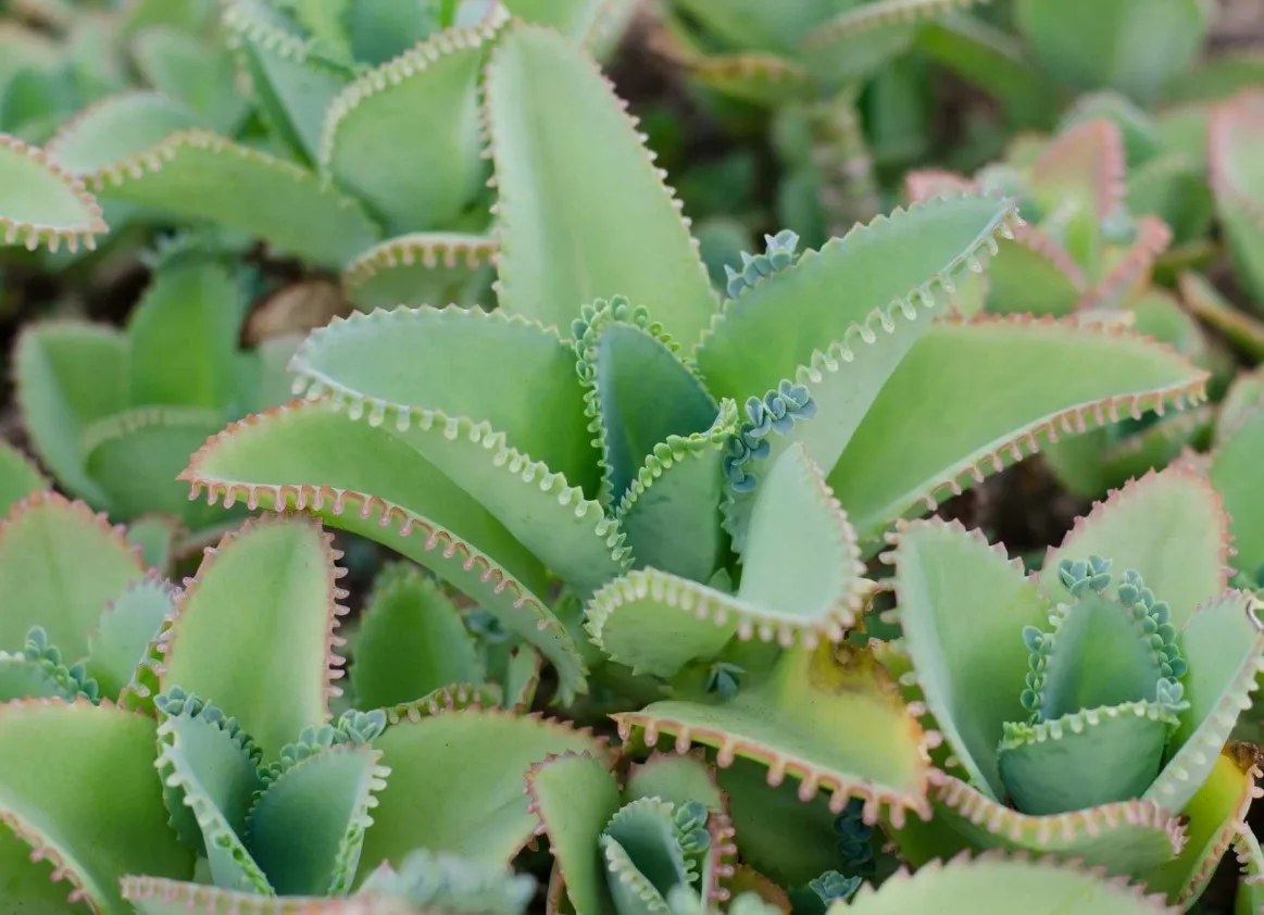 Kalanchoe