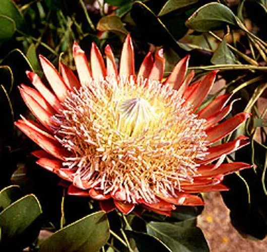King Protea