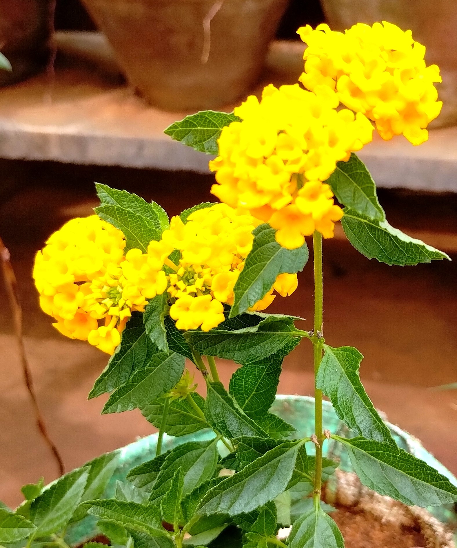 Lantana Camara