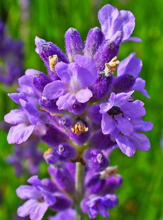 Lavender