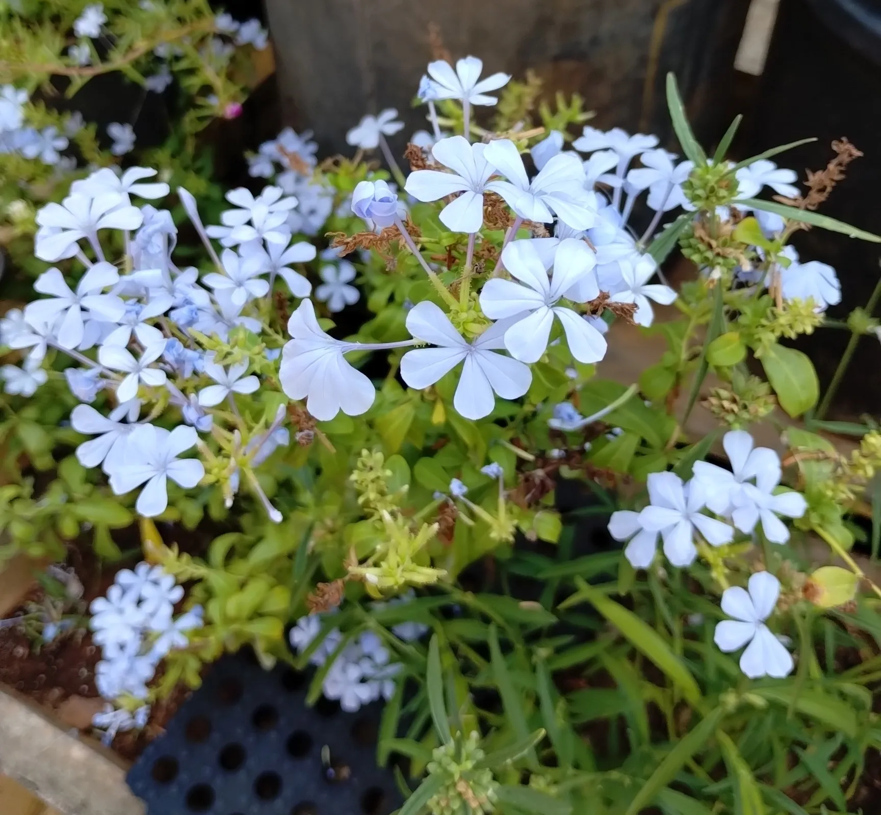 Leadwort