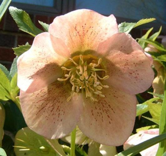 Lenten rose