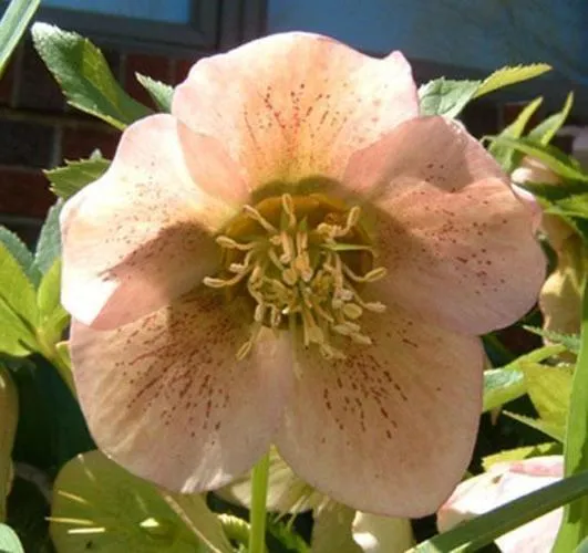 Hellebore (Lenten Rose)