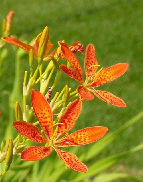 Leopard Lily