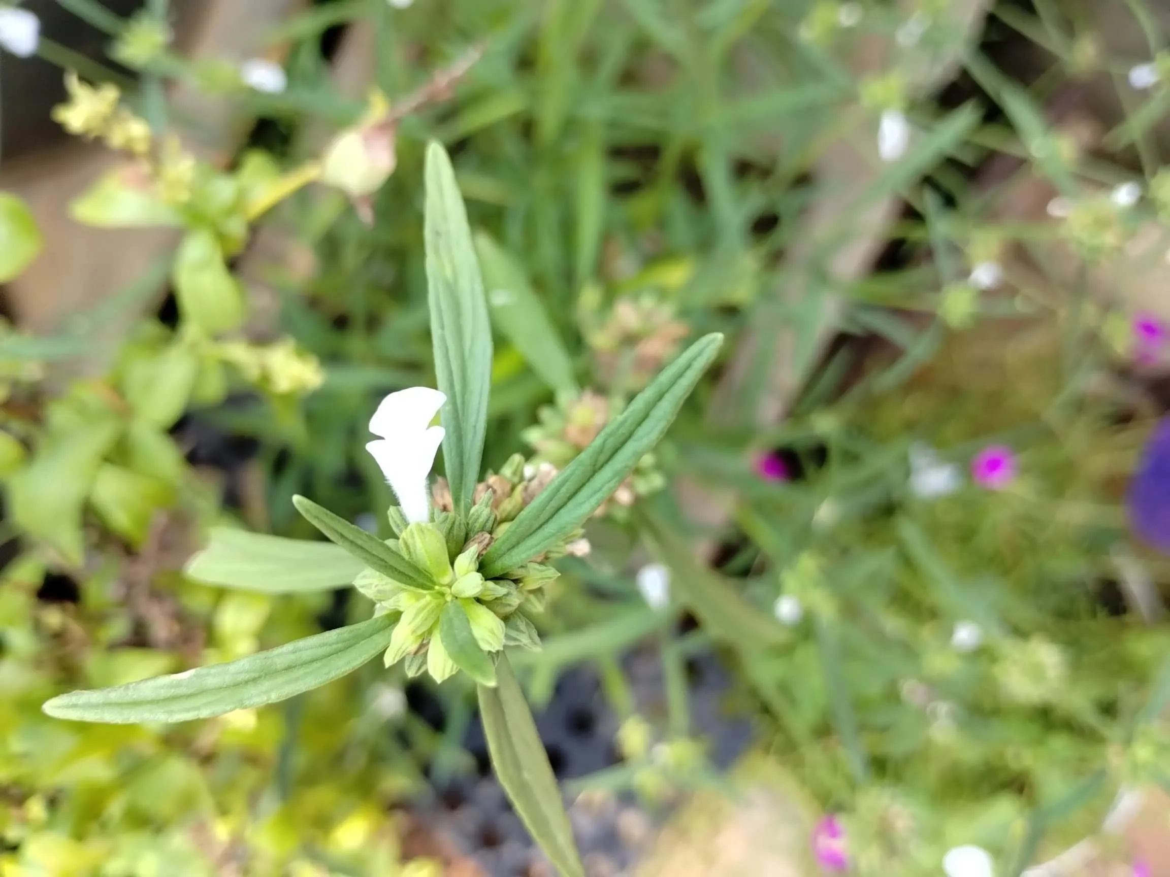 Leucas Aspera