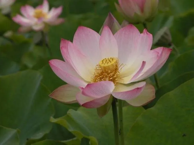 Lotus