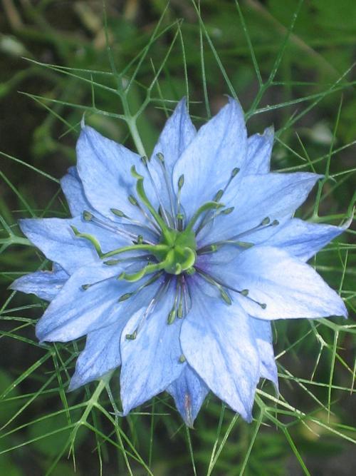 Love in a mist