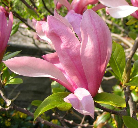 Magnolia