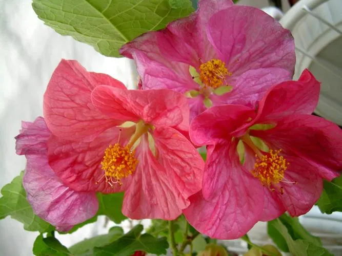 Mallow
