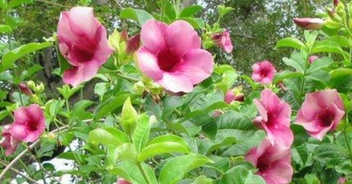 Mandevilla