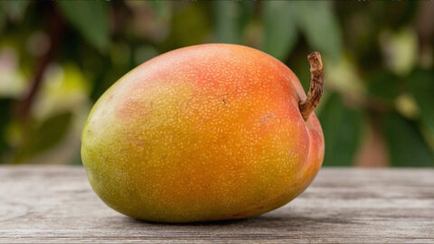 Fazli Mango - The Malda Giant of Late Summer | BioLens