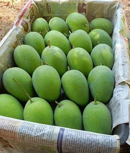 Langra (Anthracnose Sensitive)