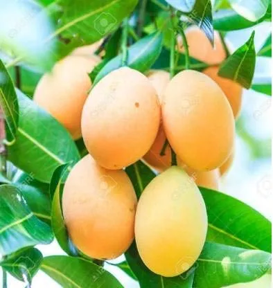 Mankurad