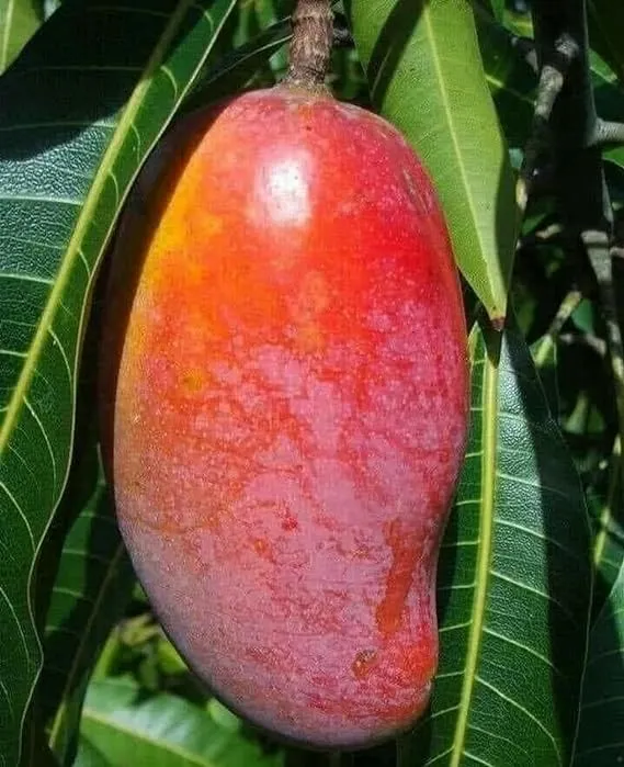 Nekkare