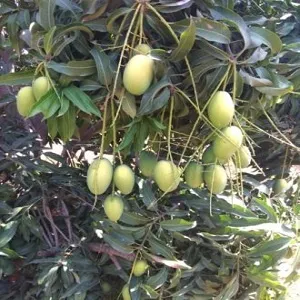 Rasalu