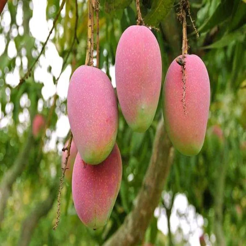 Suvarnarekha
