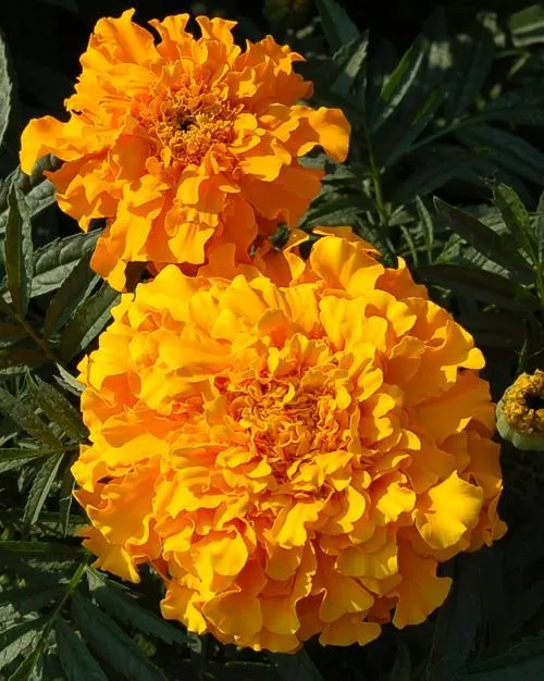 Marigold
